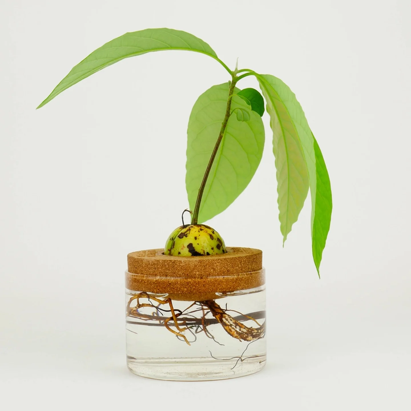 Miniature 2